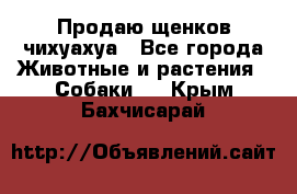 Продаю щенков чихуахуа - Все города Животные и растения » Собаки   . Крым,Бахчисарай